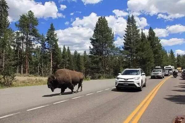 Best Route, Season and Tips for a Self-Driving Tour in Yellowstone National Park 