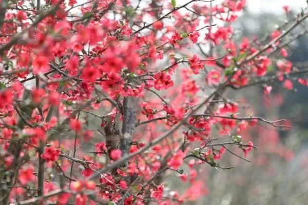 Where to Have Fun Near Dujiangyan in Spring: These Free Spring Outing Spots Are Worth Checking In 