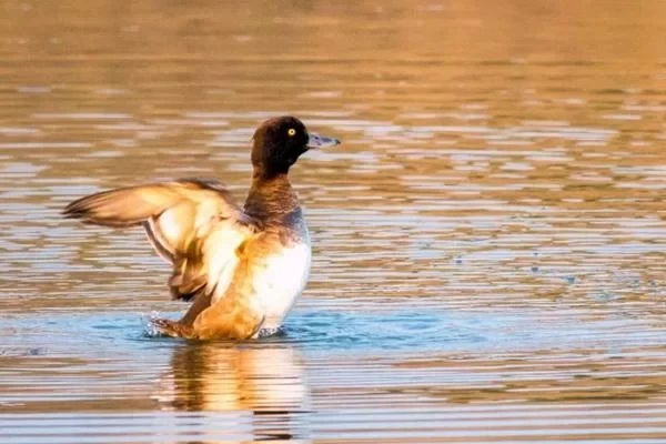 Zhenhu Winter Birdwatching Guide