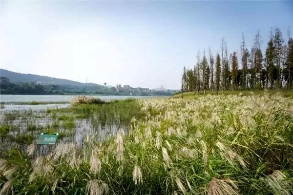 Good Places for Spring Outings in Changsha - Recommended Spots for Spring Outings in Changsha 