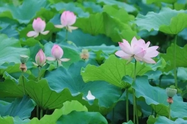 Recommended Places to See Lotus Flowers in Dujiangyan: 5 Stunning Lotus Viewing Spots Worth Visiting