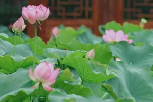 Recommended Places to See Lotus Flowers in Dujiangyan: 5 Stunning Lotus Viewing Spots Worth Visiting 