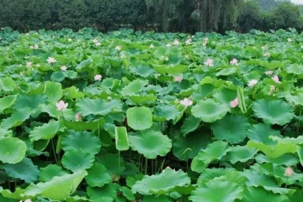 Recommended Places to See Lotus Flowers in Dujiangyan: 5 Stunning Lotus Viewing Spots Worth Visiting 