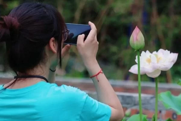 Recommended Places to See Lotus Flowers in Dujiangyan: 5 Stunning Lotus Viewing Spots Worth Visiting 