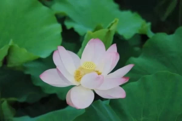 Recommended Places to See Lotus Flowers in Dujiangyan: 5 Stunning Lotus Viewing Spots Worth Visiting 