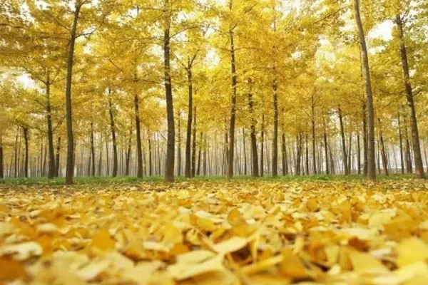 When do ginkgo trees turn yellow? The most beautiful ginkgo places in China