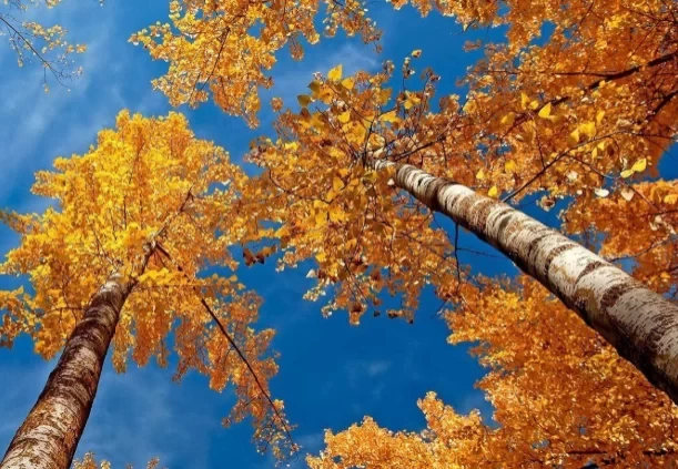 When do ginkgo trees turn yellow? The most beautiful ginkgo places in China 