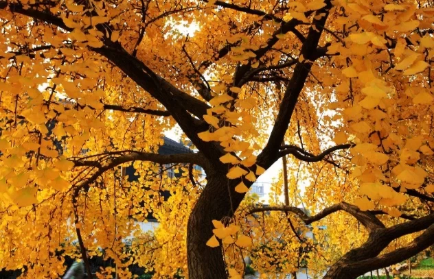 When do ginkgo trees turn yellow? The most beautiful ginkgo places in China 