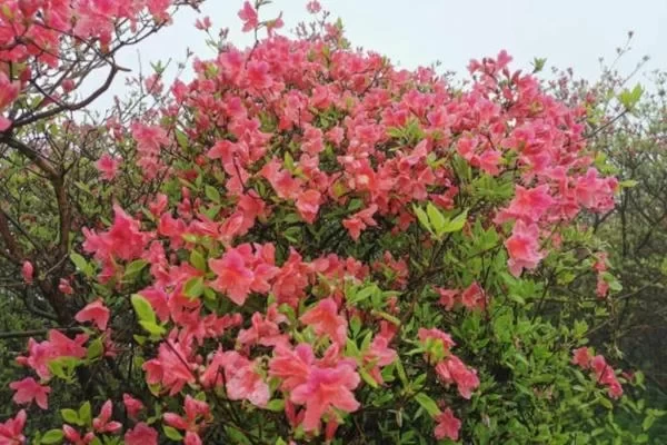 Best Routes for Viewing Rhododendrons at Guifeng Mountain in Macheng 