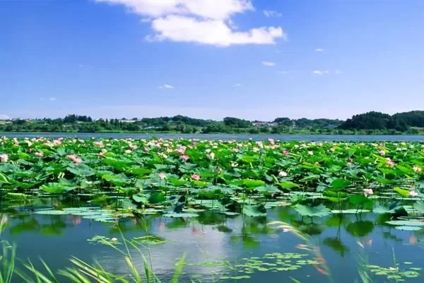 One-Day Tour Guide to Lotus Island, Yangcheng Lake 