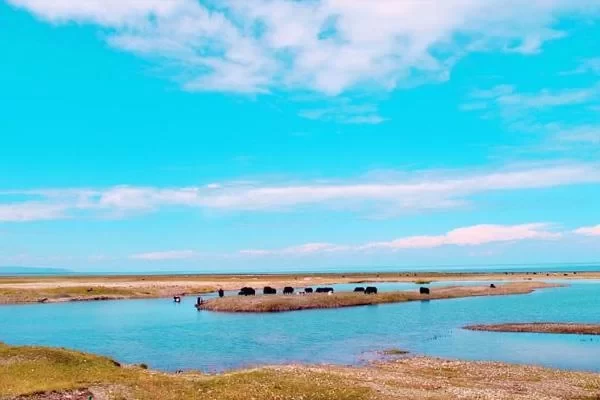 What are the attractions in Qinghai Lake? How to get to Qinghai Lake? 