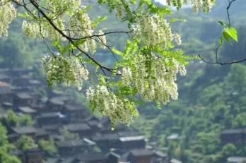 A Day Trip to Xijiang Thousand Households Miao Village 