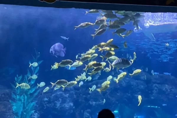 Zhengzhou Ocean Aquarium One-Day Tour Guide 