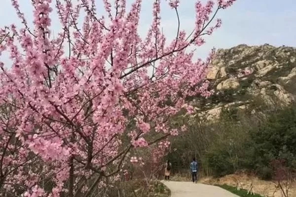 8 Great Places to Go for Spring Outing in Pingdu, Qingdao, Qingdao Spring Outing Ranking