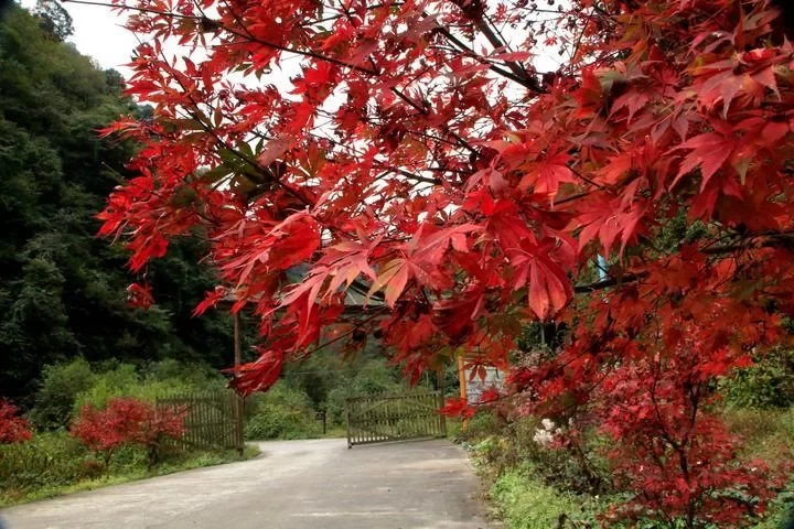 Anzi River Nature Reserve, Chongzhou Anzi River 