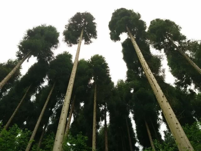 Anzi River Nature Reserve, Chongzhou Anzi River 