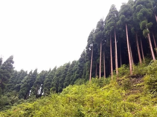 Anzi River Nature Reserve, Chongzhou Anzi River 