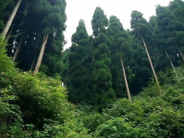 Anzi River Nature Reserve, Chongzhou Anzi River 