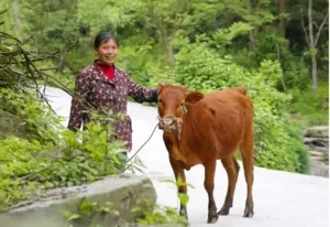 Qianjiang Self-Driving Tour Strategy 