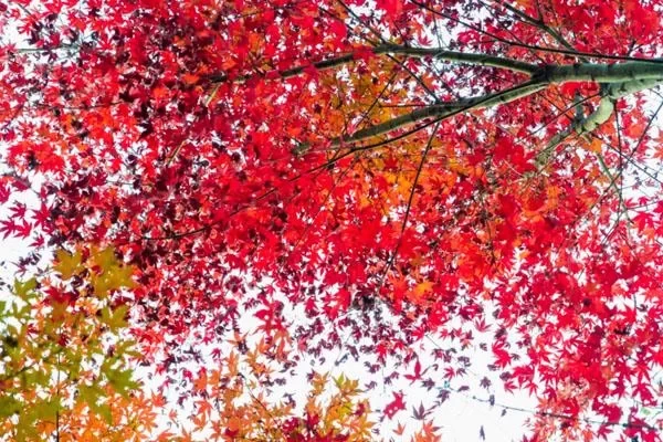 Hefei Dashushan Maple Leaf Travel Guide: Best Viewing Spots Recommended