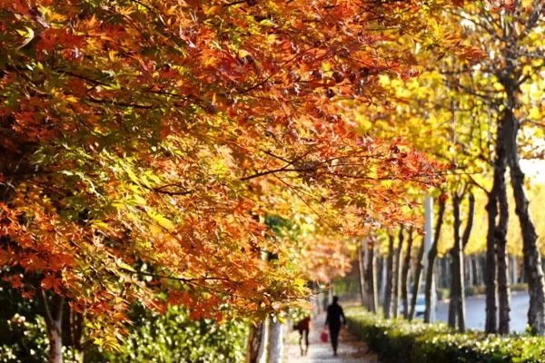 Hefei Dashushan Maple Leaf Travel Guide: Best Viewing Spots Recommended 