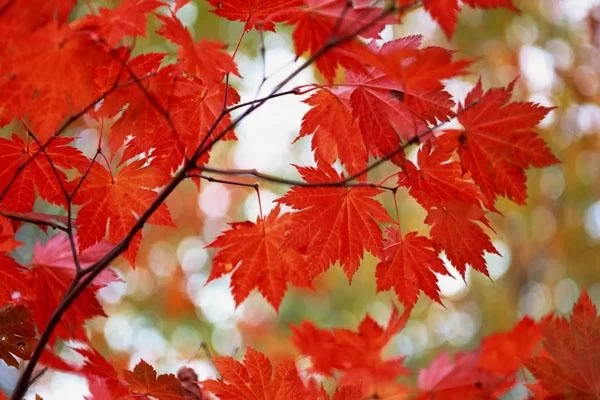 Hefei Dashushan Maple Leaf Travel Guide: Best Viewing Spots Recommended 