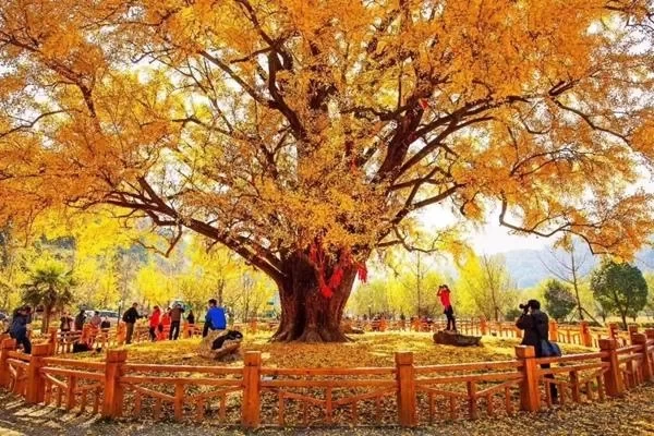 Suizhou Millennium Ginkgo Valley Travel Guide 