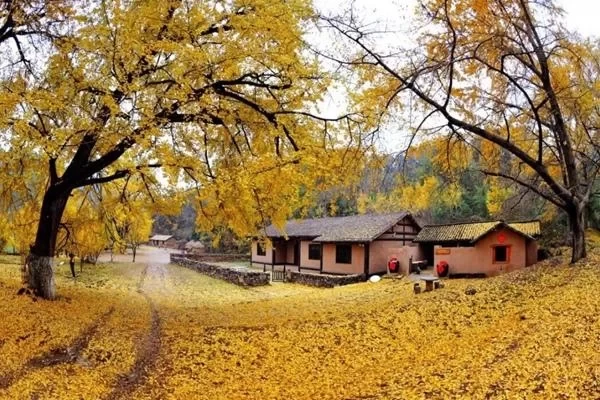 Suizhou Millennium Ginkgo Valley Travel Guide 