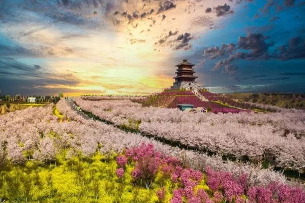 Spring Flower Viewing Spots for Self-Driving Trips Around Zhengzhou