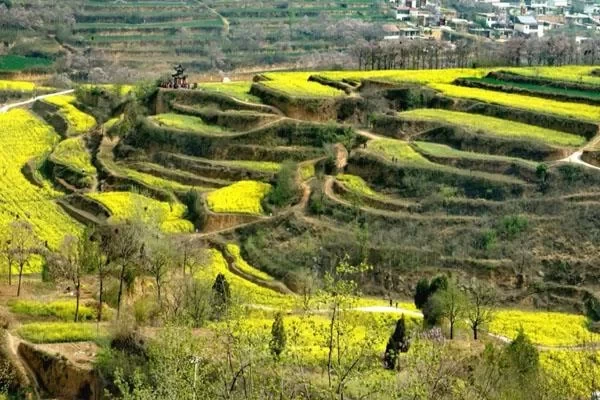 Spring Flower Viewing Spots for Self-Driving Trips Around Zhengzhou 