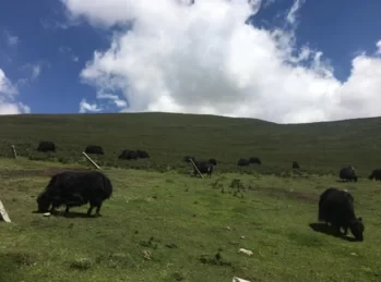 Best Time to Travel in Qinghai 