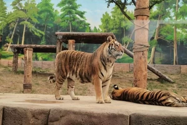 Is Yinji Animal Kingdom worth visiting? 