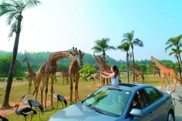 How to buy a self-driving car ticket for Chimelong Safari Park 