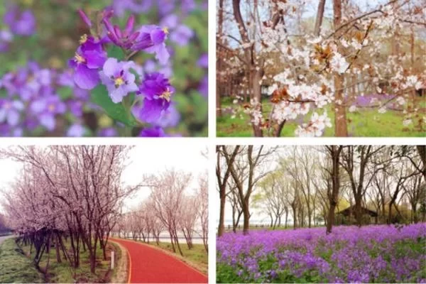 Xisha Mingzhu Lake Scenic Area Four Seasons Travel Guide