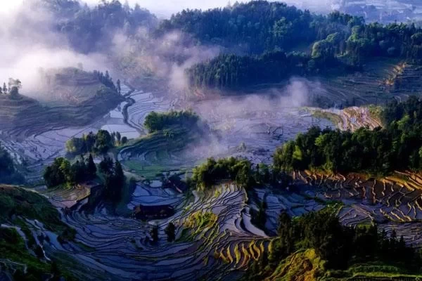 Ziqujie Terraced Fields Scenic Area Travel Guide with Ticket Price and Best Viewing Time