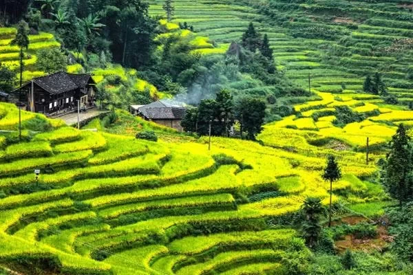 Ziqujie Terraced Fields Scenic Area Travel Guide with Ticket Price and Best Viewing Time 