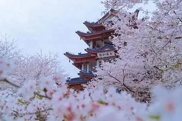 The Best Time to See Cherry Blossoms at Wuhan University is in March