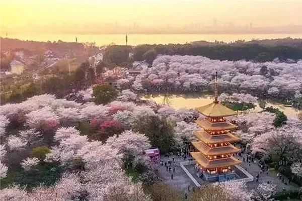 The Best Time to See Cherry Blossoms at Wuhan University is in March 