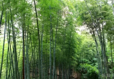 What is the ticket price of Chishui Bamboo Sea? How about the accommodation there?