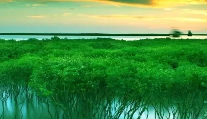 How much is the entrance fee to Jinhai Bay Mangrove Forest? Is Jinhai Bay Mangrove Forest fun?