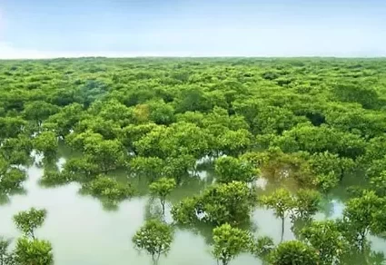 How much is the entrance fee to Jinhai Bay Mangrove Forest? Is Jinhai Bay Mangrove Forest fun? 