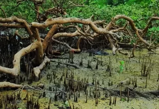 How much is the entrance fee to Jinhai Bay Mangrove Forest? Is Jinhai Bay Mangrove Forest fun? 