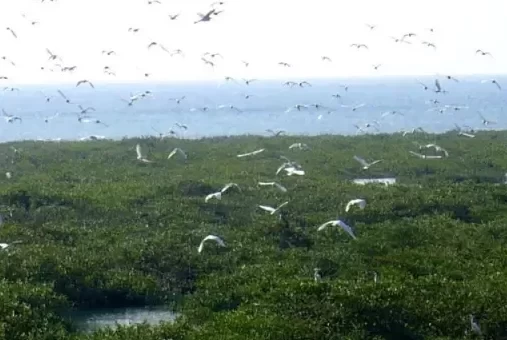 How much is the entrance fee to Jinhai Bay Mangrove Forest? Is Jinhai Bay Mangrove Forest fun? 