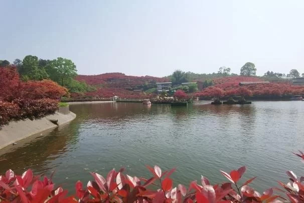 Best Places and Time to See Red Leaves in Chongqing 