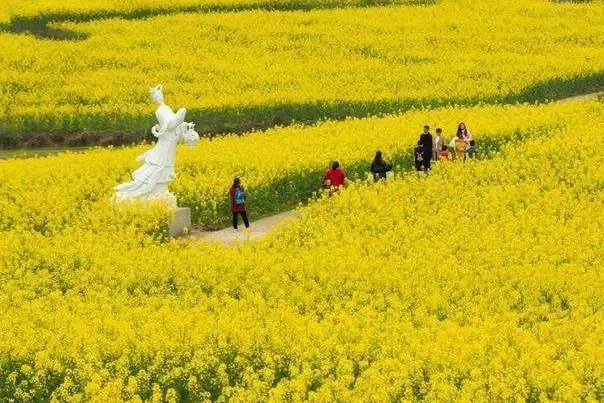 Where are the rapeseed flower tourist attractions in Chongqing 