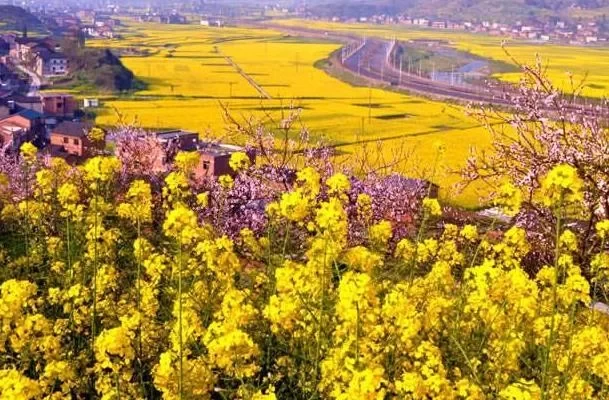 Where are the rapeseed flower tourist attractions in Chongqing 