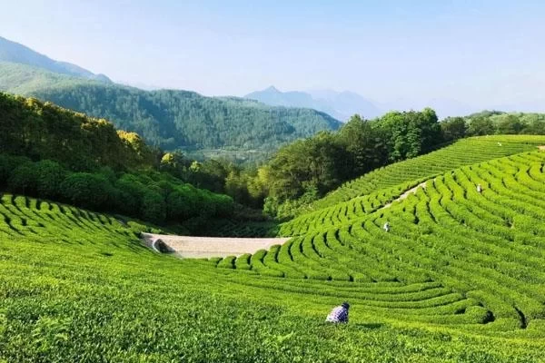 What are the attractions in Suichang? Introduction to Nanjianyan Scenic Area