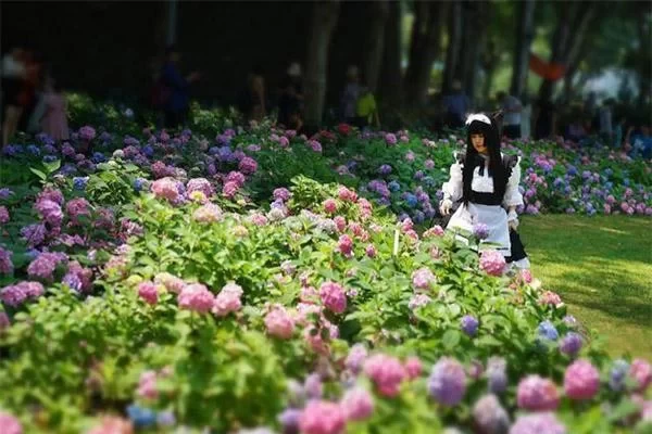 Introduction to Nanjing Hydrangea Park – Nanjing Hydrangea Park Address