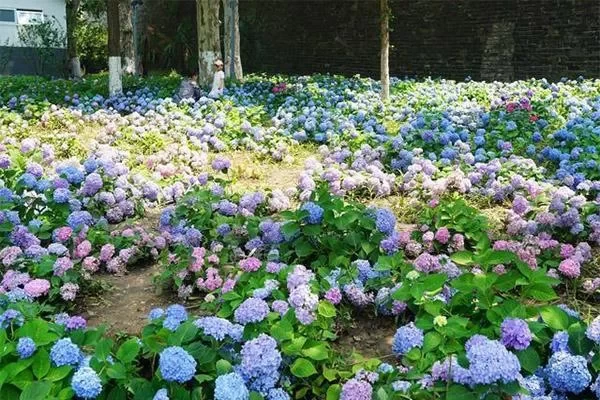 Introduction to Nanjing Hydrangea Park - Nanjing Hydrangea Park Address 