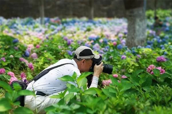 Introduction to Nanjing Hydrangea Park - Nanjing Hydrangea Park Address 